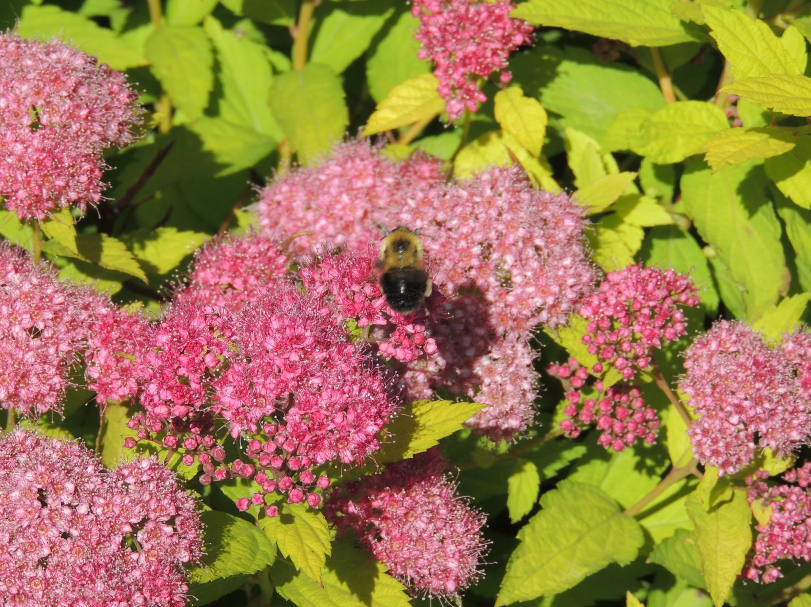 Busy Bee
